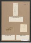 Navicula stuxbergii Cleve (de-Toni-Nr.: Genus 1, Species 386) Zeichnungen Sammlung Grunow Nr. 866 (NHMW-BOT-W0367317)